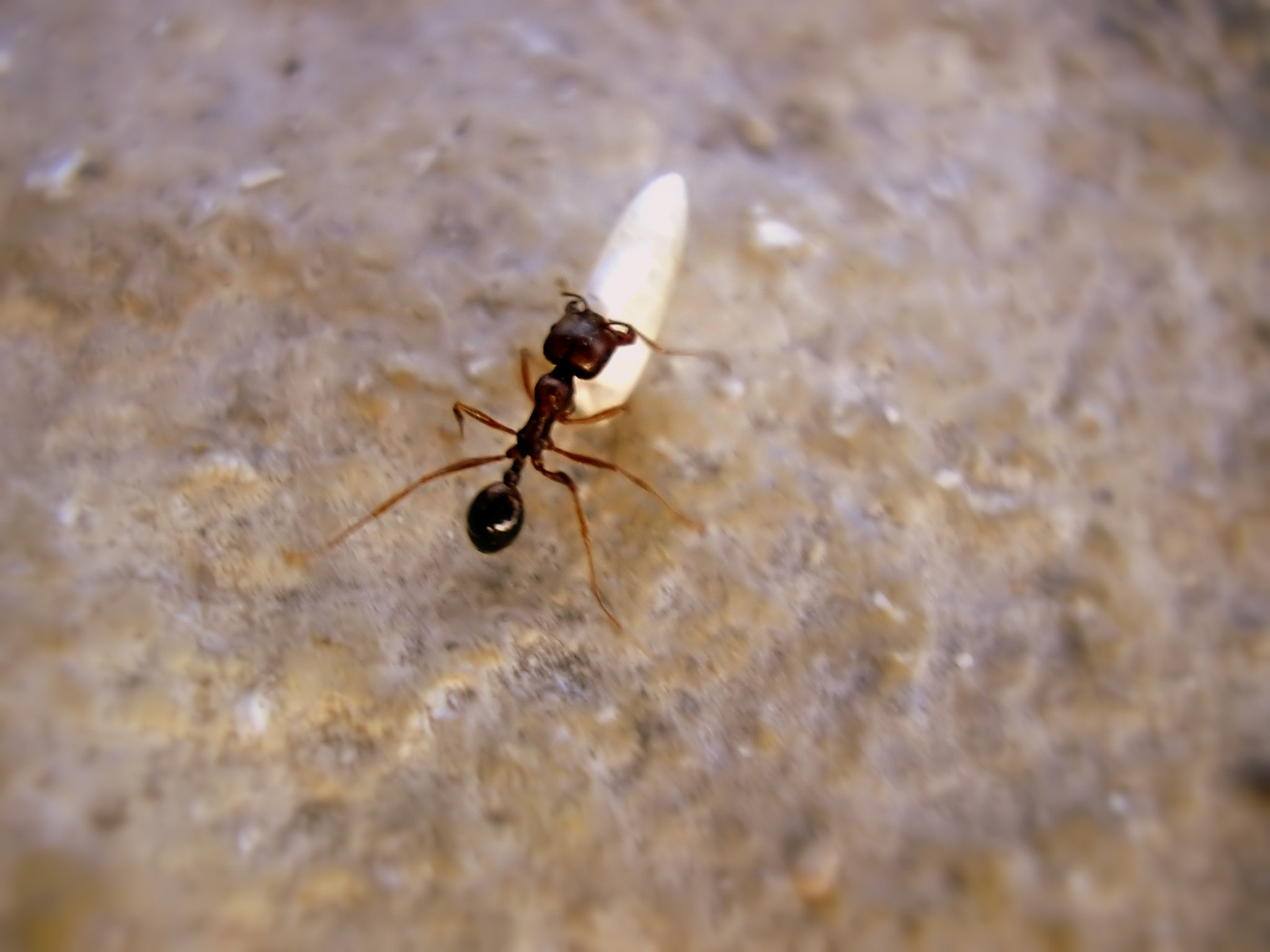 ant carrying grain of rice (2)